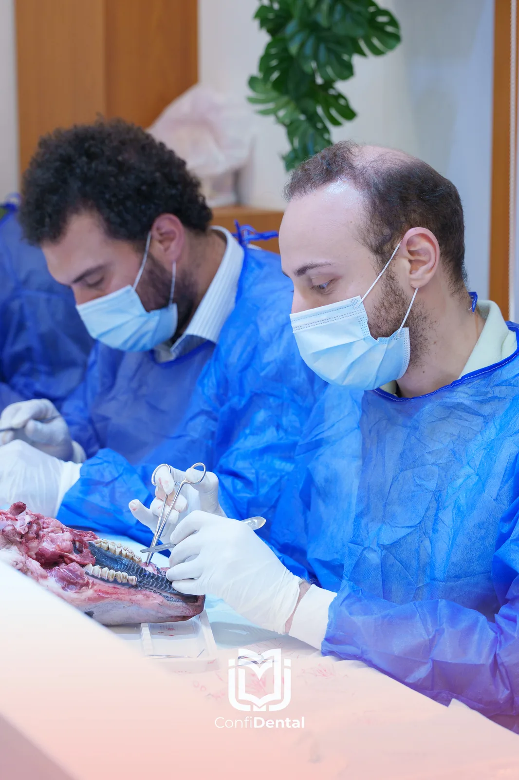 Two gowned and masked participants placing implants on an anatomical specimen during a surgical workshop
